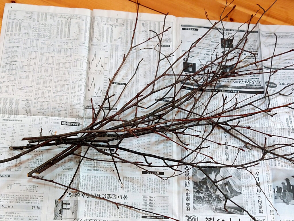 去年剪定したウワミズザクラの枝