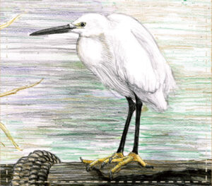 Little egret