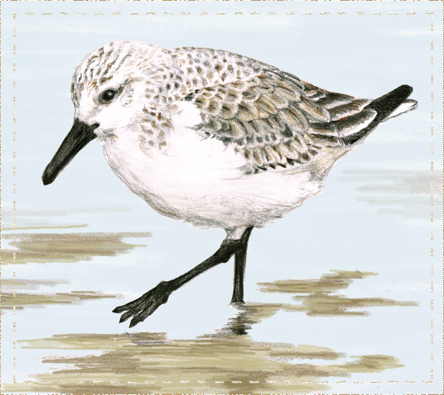 Sanderling