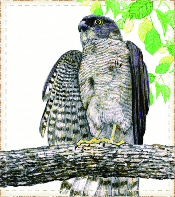 Japanese sparrowhawk