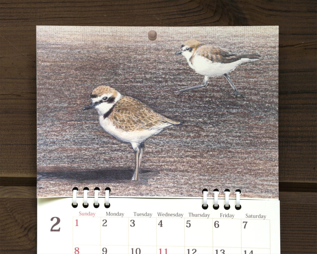 野鳥のカレンダー 2026 (壁かけ版)