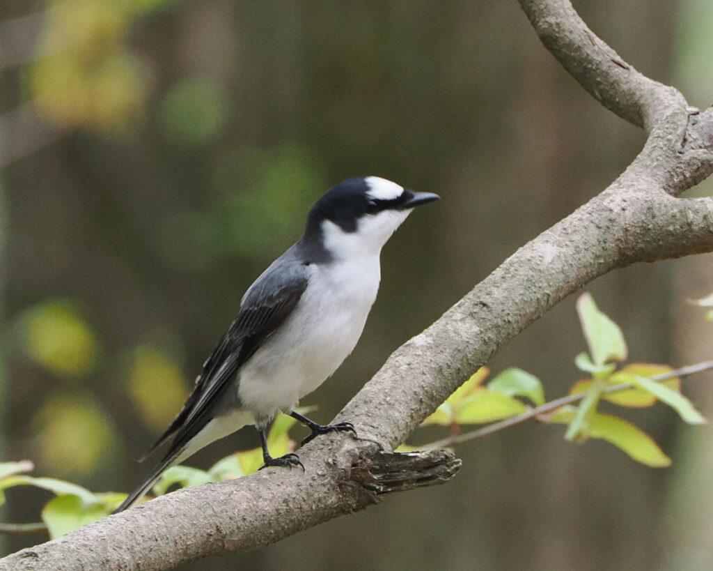 サンショウクイ01