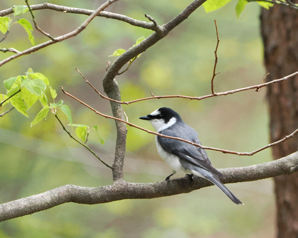 木にとまったサンショウクイ