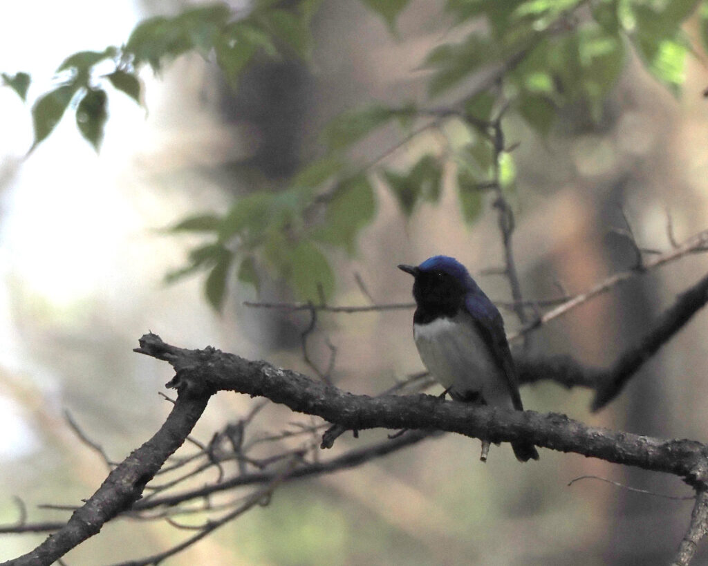 近所のオオルリ01