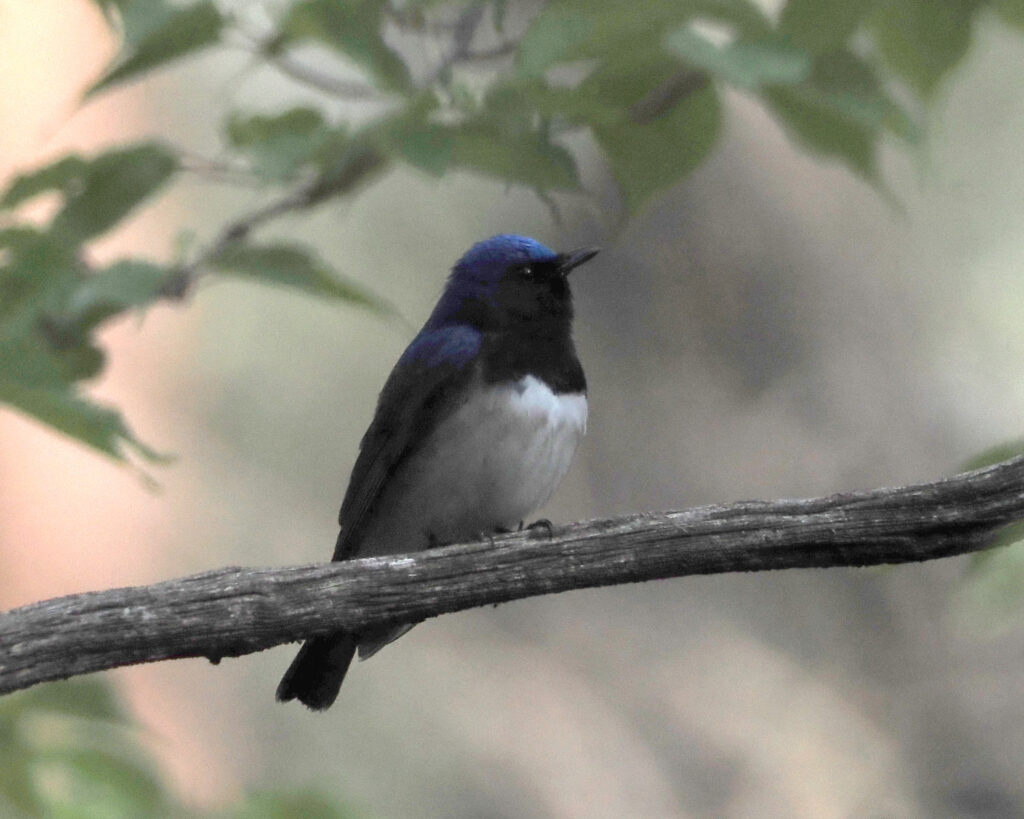 近所のオオルリ02