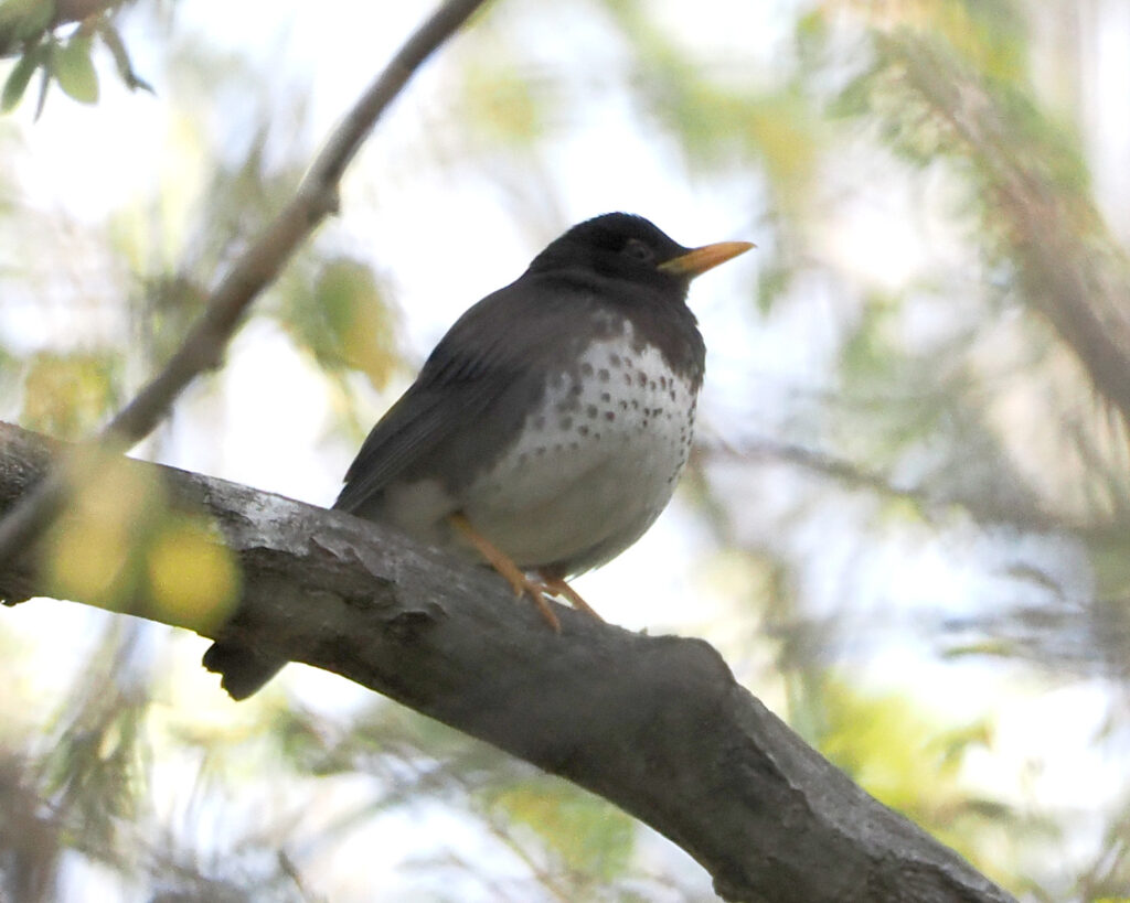 林縁のクロツグミ